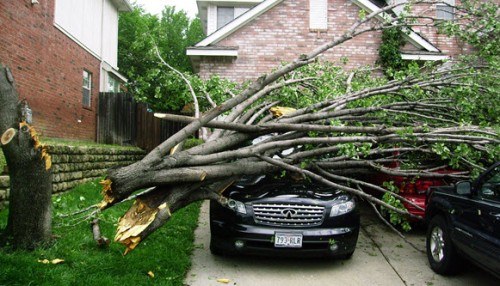 storm damage fallen tree